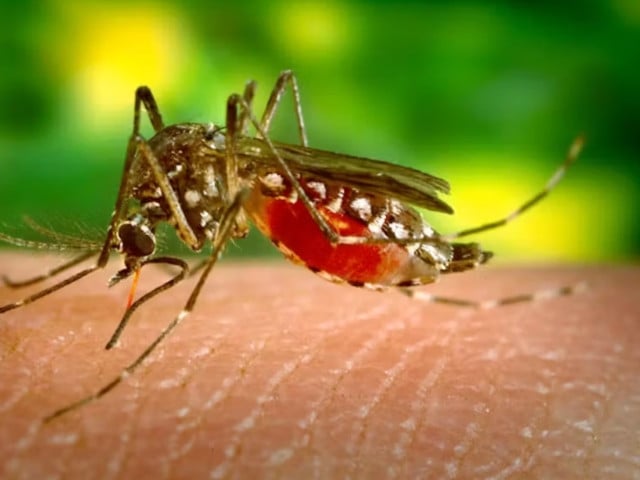 the yellow fever mosquito aedes aegypti taking a bloodmeal james gathany public domain via wikimedia commons photo the conversation